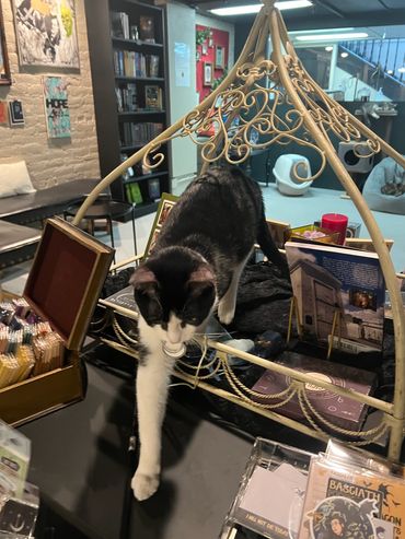 Downstairs Cat Lounge/Bookstore & Keith