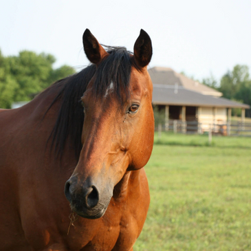 Tweed, one of our equine assistants for therapy and retreats