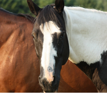 Equine assisted psychotherapy at the farm