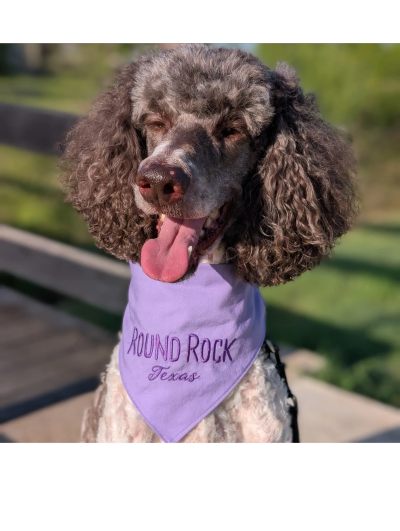 Curly-haired dog wearing a purple Round Rock, Texas bandana.