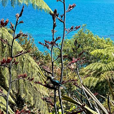 Native New Zealand tūī in flax bushes on the Lake View Suite balcony at Okuta Bay Retreat