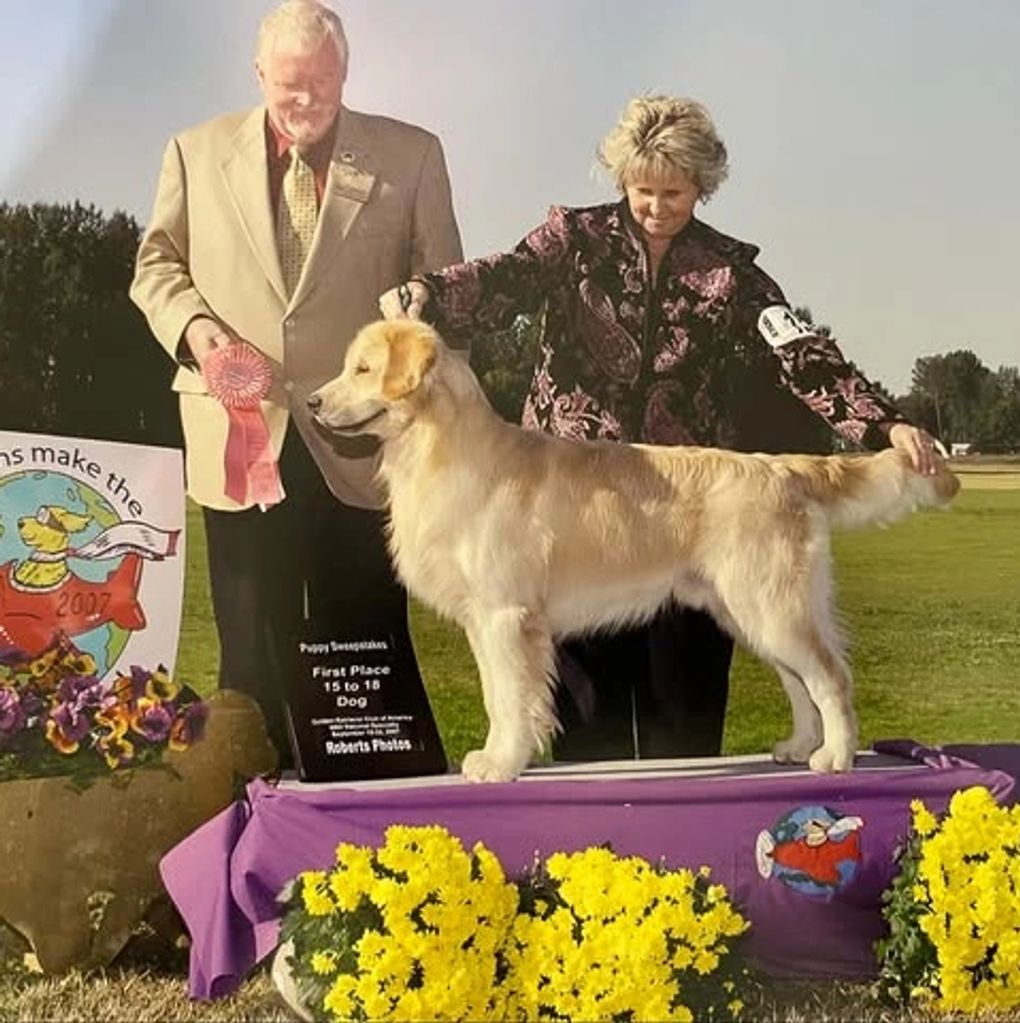 Golden Retriever wins first place in a dog show category.