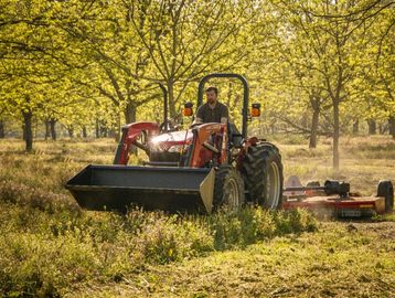 Man driving a red tractor mowing grass in a sunlit orchard.