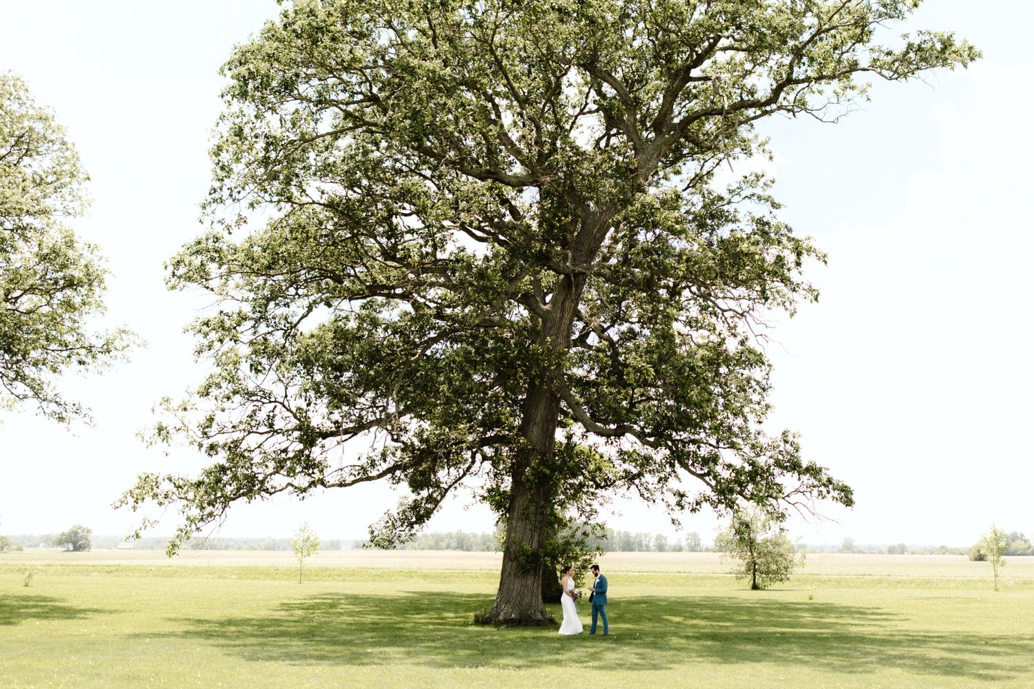 A couple stands under a large tree in an open field on a sunny day.