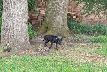 This is Piper being potty trained in her new forever home after being adopted as a rescue dog.