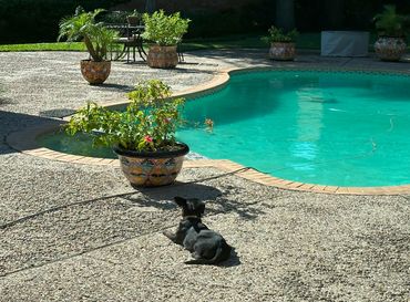 Piper is enjoying her new forever home after being a rescue dog who was adopted.