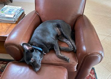 Piper is relaxing after passing her therapy dog test.