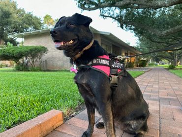 Piper is being trained as a therapy dog.