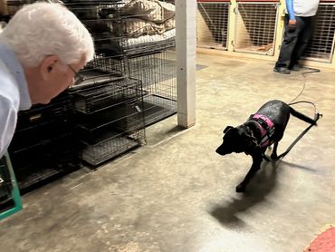 Piper is being examined to become a therapy dog.