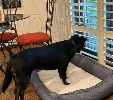 Piper is protecting her new forever home after being a rescue dog.