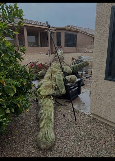 Fallen Saguaro Cactus .