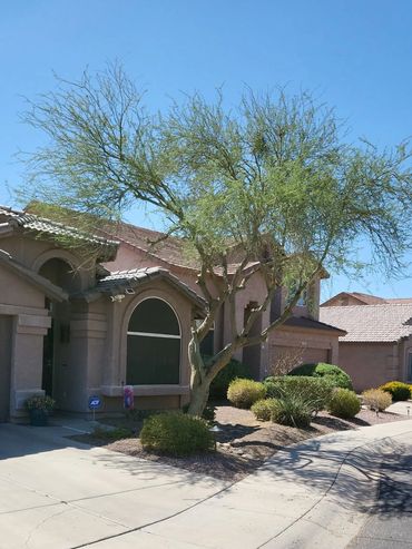 Palo Verde Trees Trimming.