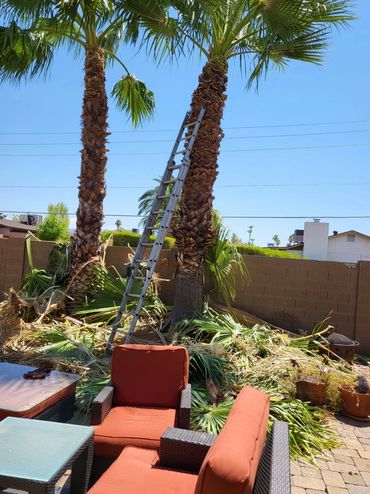 Palm Trees Trimming.