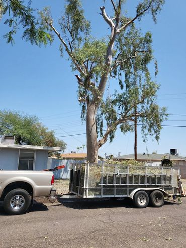Eucalyptus Tree trimming.