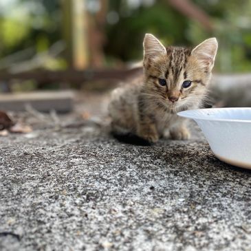 tabby kitten eating from a white bowl