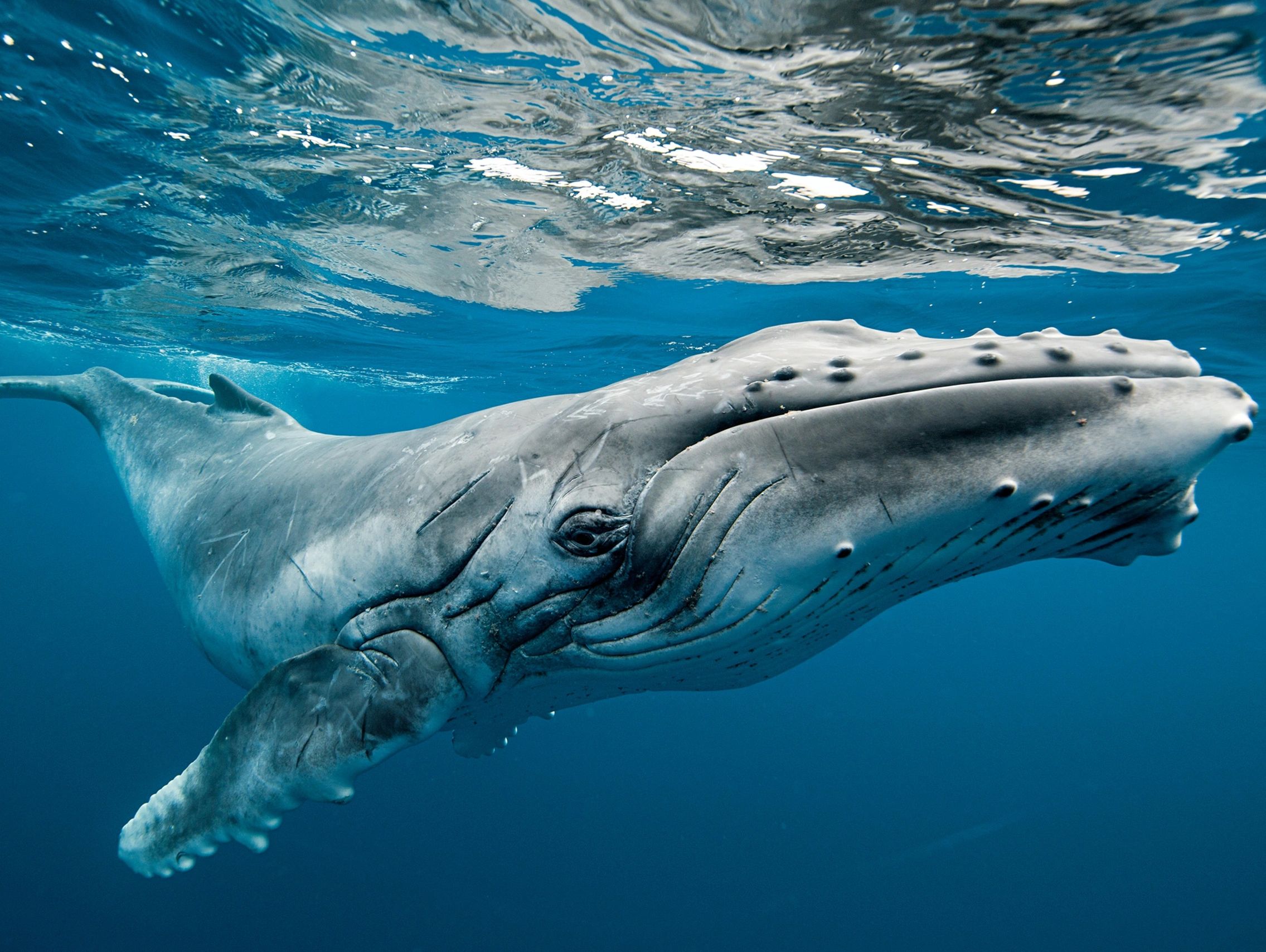 Gary David Reece wrote a song Whales A Vanishing Breed that won a national award.