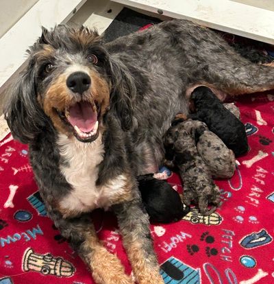 We DNA Health Test our Breeders to ensure Great Health at Birth and throughout their lifetime.