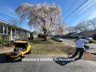 Lawn Seeding
