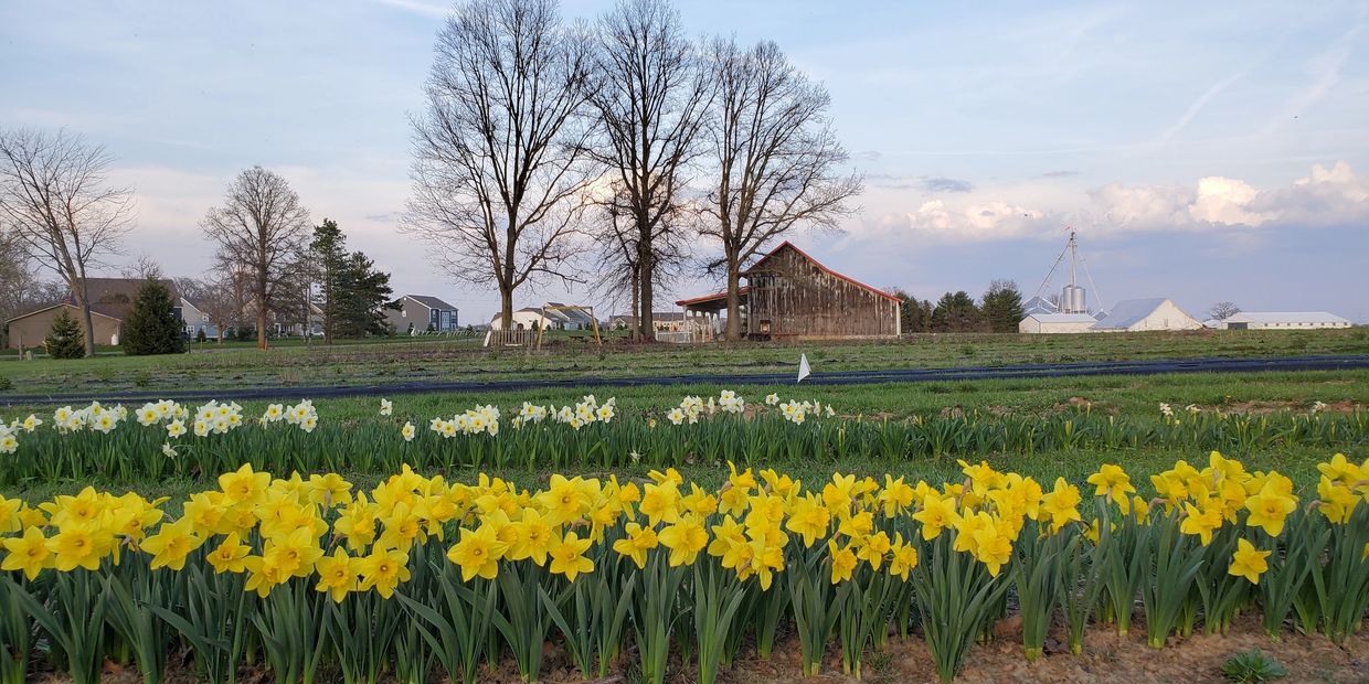 Daffodils blooming with barn in the background