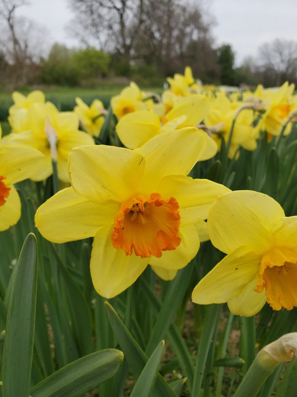 Daffodils