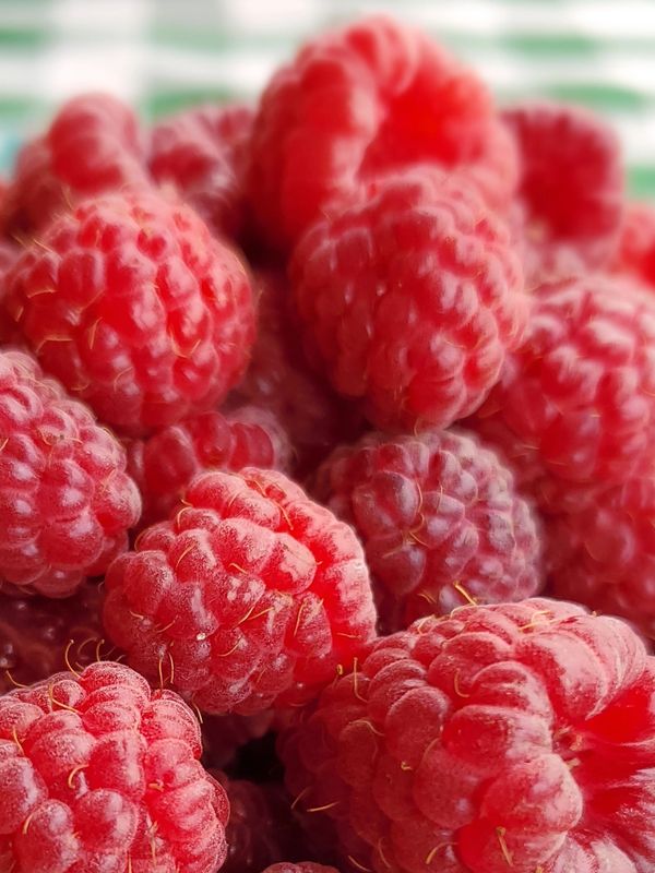 Red Raspberries