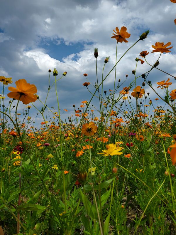 The Meadow with zinnias and cosmos
