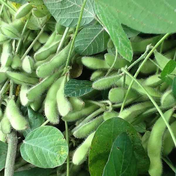 Edamame