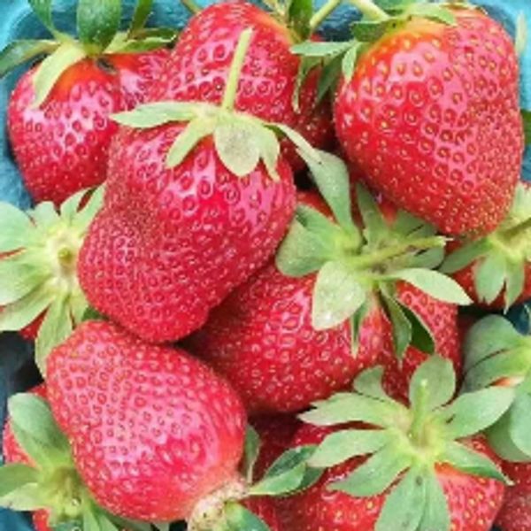 Strawberries