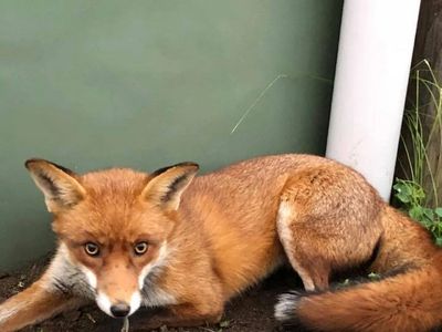 Red fox captured during a professional fox trapping program in Melbourne, Victoria.