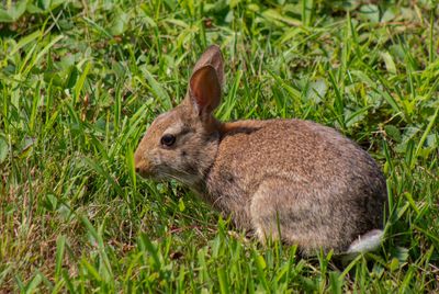 A brown rabbit sitting on green grass.
