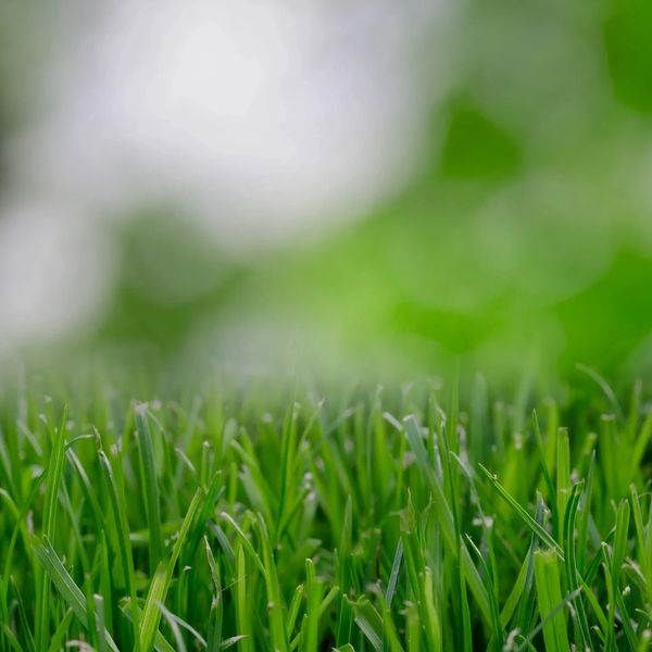 Close-up of vibrant green grass blades with a soft bokeh background.