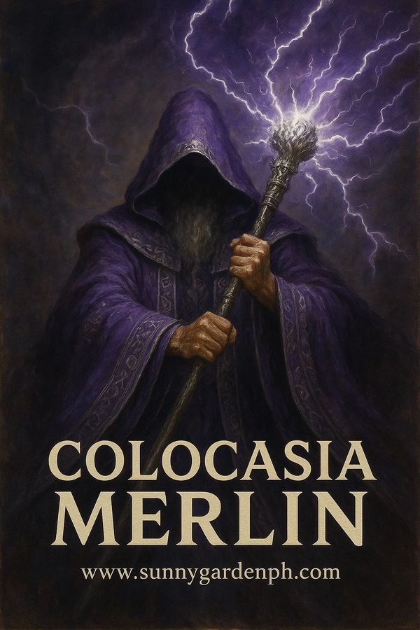 Colocasia Merlin