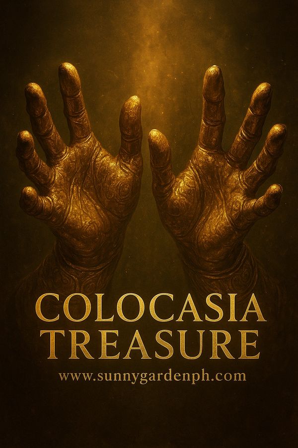 Colocasia Treasure