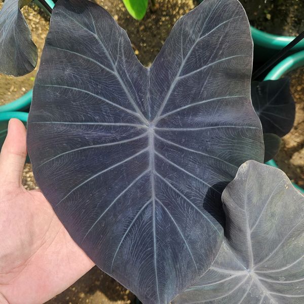 COLOCASIA MERLIN