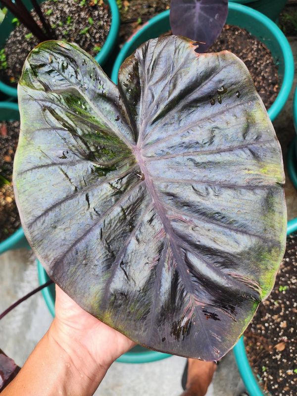 COLOCASIA PANDORA