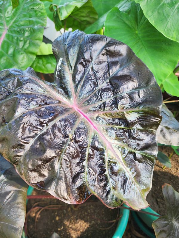 Colocasia Treasure