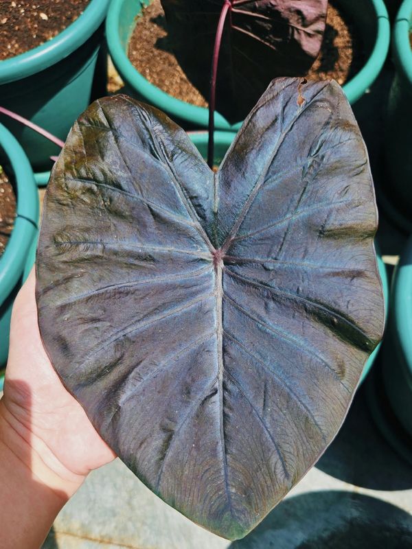 Colocasia Titanium