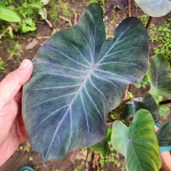 Colocasia Aurora