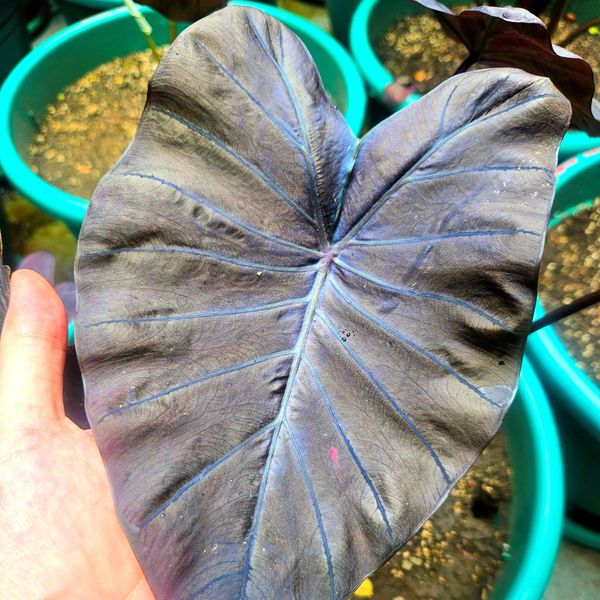 Colocasia Titanium