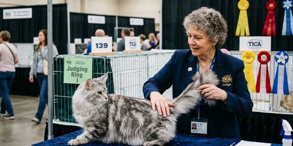 A judge examines a Maine Coon cat at a cat show.