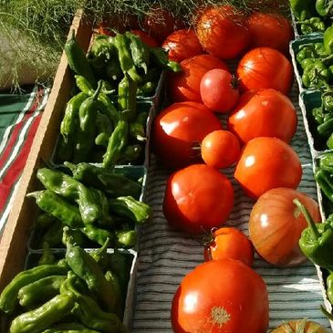 Tomatoes and Peppers
