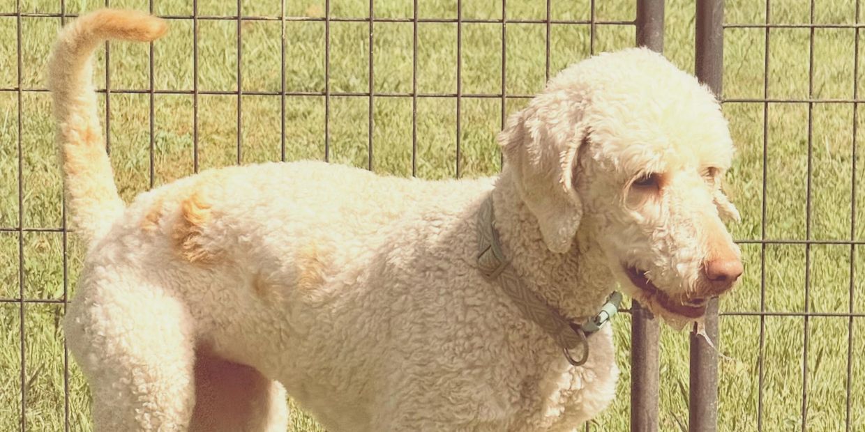 Bailey, Doodle in our play yard