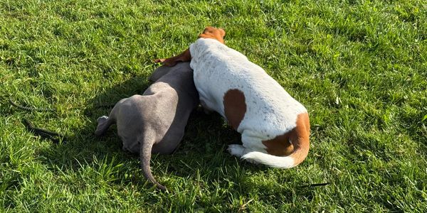 Adam Basset and Dolly Pitty Girl Play in the Yard