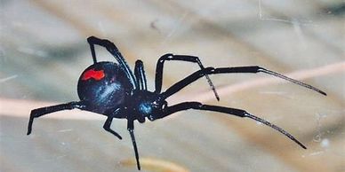 Pest control