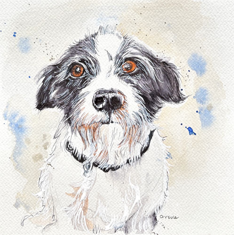 A border collie mix in line and wash.