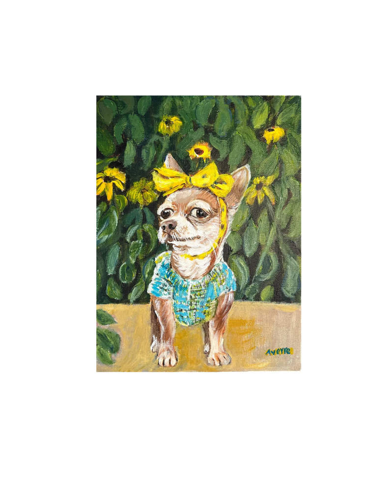 A chihuahua in front of a field of daisies.