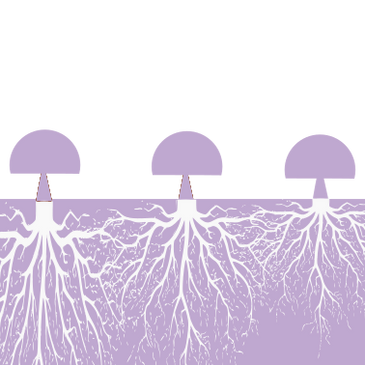 A graphic of 3 simple mushrooms with extremely connected root systems in light purple and white