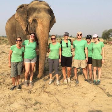 Walking with the rescued elephants at Wildlife SOS.
