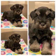 Black and Chocolate Miniature Schnauzer Puppy