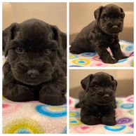Black and White Miniature Schnauzer Puppy